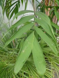 Chamedorea - list (Chamaedorea microspadix)