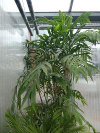 Chamedorea (Chamaedorea microspadix)