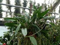 Laelia (Laelia anceps)