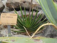 Aloe (Aloe compressa)