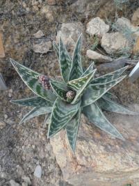 Aloe různotvará (Aloe variegata)