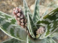 Aloe různotvará (Aloe variegata)