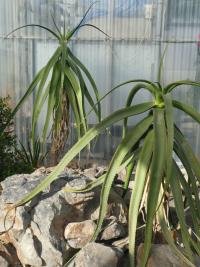 Aloe (Aloe eximia)