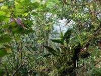 Laelia (Laelia superbiens)