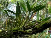 Laelia (Laelia superbiens)