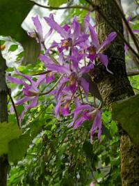 Laelia (Laelia superbiens)