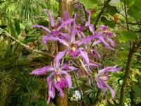 Laelia (Laelia superbiens)