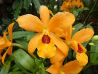 Laeliocattleya 'Gold Digger' (Laeliocattleya)