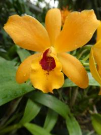 Laeliocattleya 'Gold Digger' - květ (Laeliocattleya)