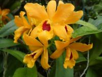 Laeliocattleya 'Gold Digger' (Laeliocattleya)