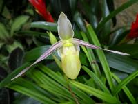 Phragmipedium (Phragmipedium longifolium var gracile)