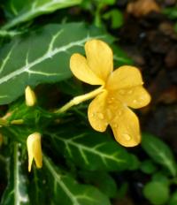 Afelandra (Aphelandra chamissoniana)
