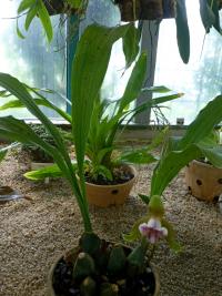 Lykaste (Lycaste macrophylla)