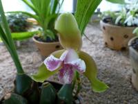 Lykaste (Lycaste macrophylla)