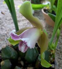 Lykaste (Lycaste macrophylla)