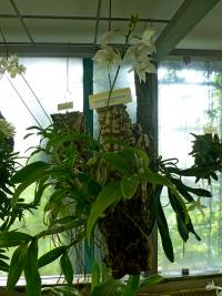 Caularthron (Caularthron bicornutum)