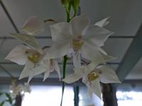 Caularthron (Caularthron bicornutum)