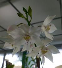 Caularthron (Caularthron bicornutum)