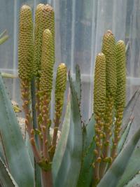 Aloe (Aloe capitata)