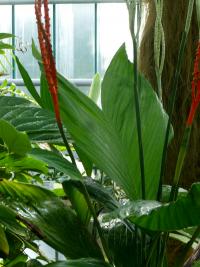 Chamedorea (Chamaedorea ernesti-augusti)