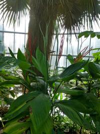 Chamedorea (Chamaedorea ernesti-augusti)