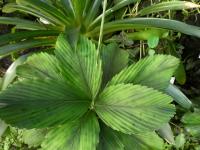 Chamedorea (Chamaedorea tuerckheimii)