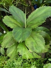 Chamedorea (Chamaedorea tuerckheimii)