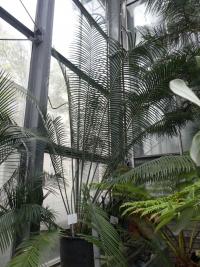 Lepidozamie Peroffského (Lepidozamia peroffskyana)