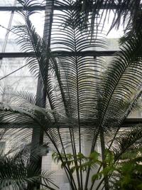 Lepidozamie Peroffského (Lepidozamia peroffskyana)