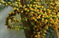 Chamedorea - květy (Chamaedorea pochutlensis)