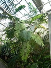 Chamedorea (Chamaedorea pochutlensis)