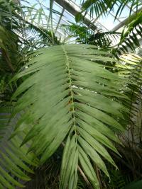 Chamedorea - list (Chamaedorea pochutlensis)
