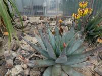 Aloe (Aloe pachydactylos)