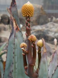 Aloe (Aloe pachydactylos)