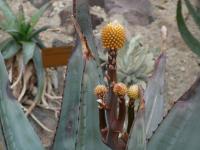 Aloe (Aloe pachydactylos)