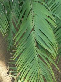 Ceratozamie mexická - list (Ceratozamia mexicana)