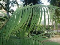 Ceratozamie mexická (Ceratozamia mexicana)