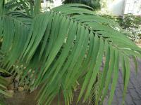 Ceratozamie mexická - list (Ceratozamia mexicana)