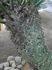 Ceratozamie mexická (Ceratozamia mexicana)