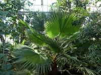 Washingtonie statná