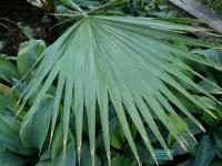 Washingtonie vláknitá - list