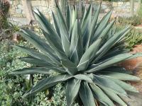 Agáve (Agave ferdinandi-regis)