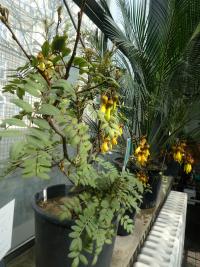 Jerlín (Sophora tetraptera)