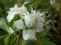 Baccharoides - květ