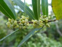 Jamovec úzkolistý - větévka s květy (Phillyrea angustifolia)