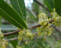 Jamovec úzkolistý - větévka s květy (Phillyrea angustifolia)