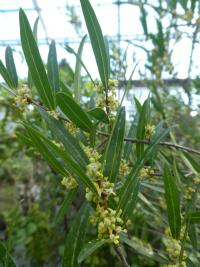 Jamovec úzkolistý (Phillyrea angustifolia)