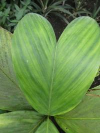 Chamedorea - list (Chamaedorea geonomiformis)