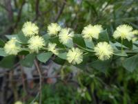 Akácie - větévka s květy