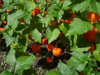 Mochyně židovská (Physalis alkekengi)